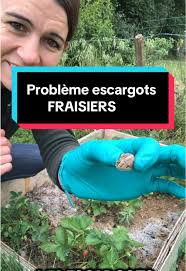 Astuces pour lutter contre les escargots au jardin