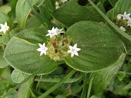 Image result for Richardia scabra