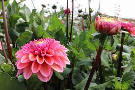 10 Delightful Facts About Dahlias The Real Flower Company Blog