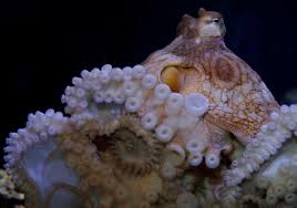 Image result for Octolepis