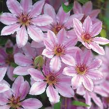 Check spelling or type a new query. Clematis Nelly Moser From Wayside Gardens