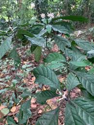 Image result for Chassalia umbraticola