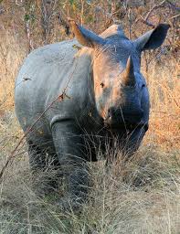 Pin On Wild World Animals