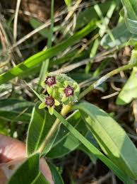 Image result for Apocynaceae subfamily Periplocoideae