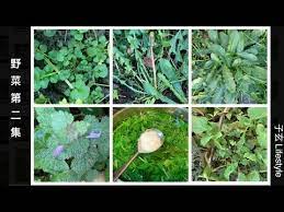 野菜 第二集 碎米荠 蒲公英 猫耳菊 圆齿野芝麻 苦苣菜属 wild vegetables 子玄lifestyle youtube in 2021 herbs plants garden