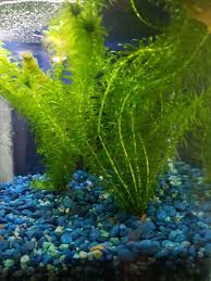 Anacharis Elodea Densa Egeria Tropical Live Aquarium Plants Bunch Buy 2get 1free Aquarios