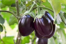 Brinjal - Gardenia