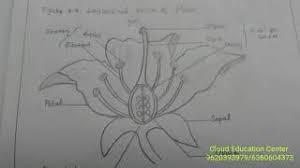 Aug 09, 2021 · the texarkana gazette is the premier source for local news and sports in texarkana and the surrounding arklatex areas. How To Draw Flower Diagram Flower Cross Section With Labelling 10th Board Exam Important Question Youtube