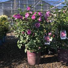 Image result for Hibiscus seineri