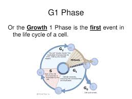 G1 phase, s phase (synthesis), g2 phase (collectively known as interphase) and m phase (mitosis). Cell Cycle Ppt Download