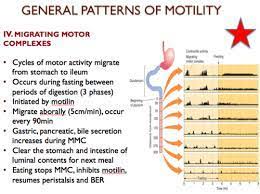 SIBO and the Migrating Motor Complex - Gut Health Naturopath Sydney