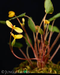 Image result for Begonia vankerckhovenii