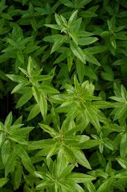 Image result for Aloysia citrodora