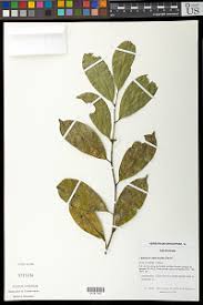 Image result for Leptaulus