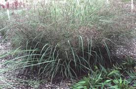 Image result for Eragrostis sarmentosa