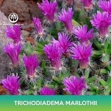 Image result for Dipcadi marlothii