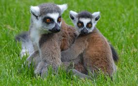 RÃ©sultat de recherche d'images pour "photo animaux sauvages"