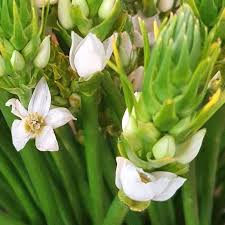 Image result for Ornithogalum seineri