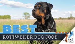 6 best rottweiler dog foods plus top brands for puppies and