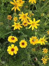 We did not find results for: Texas Wildflowers Texas Plants Yellow Wildflowers Wild Flowers