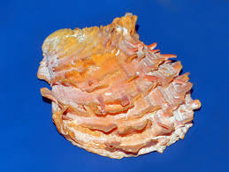 Image result for Chamaeclitandra