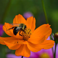 Image result for Cosmos sulphureus