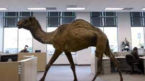 The number of wild camels in australia has increased in recent years. Hh S Hump Day Nfl Pick Em Hogs Haven