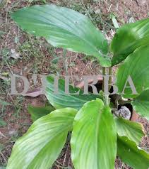 Kayu batangnya yang besar sudah sedikit awa gelap) (rasa pucuk muda.kelat lemak dgn sedikit awa pedas. Kunyit Hitam Pokok Dherba Com