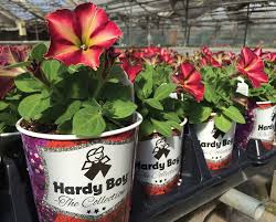 We have blooms that are perfect for every special event—from holidays to life's with proflowers, you can get flowers delivered to denver in just a few simple steps. The Case Of The Hardy Boy In Horticulture Garden Center Magazine