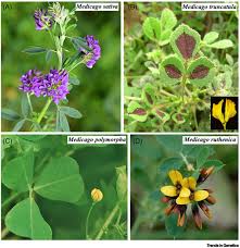 Image result for Medicago laciniata