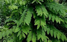 Check spelling or type a new query. 12 Manfaat Daun Katuk Untuk Kesehatan Dan Kecantikan Kaum Pria Wajib Konsumsi Rumah123 Com