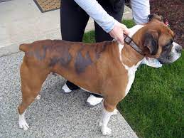 5 Common Causes Of Hair Loss In Dogs Petmd