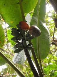 Image result for Musaceae