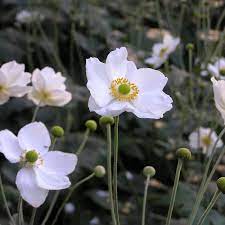 Honorine Jobert Anemone Types Of White Flowers Anemone Small White Flowers
