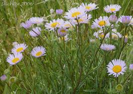 Image result for Heterotis decumbens
