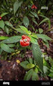 Image result for Psychotria pumila