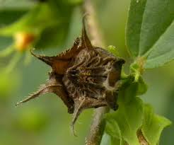 Image result for Sida acuta