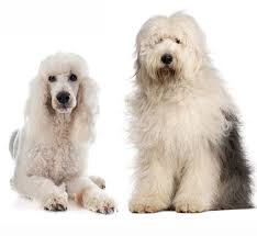 All you have to do is use our puppy finder and we will find your mini sheepadoole. Sheepadoodle The Result Of Mixing Poodles With Old English Sheepdogs