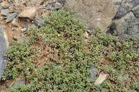 Image result for Portulaca centrali-africana