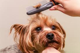 How to use let the mixture cool, then pour it into a spray bottle and shake well. Home Remedies For Matted Dog Hair Guide And Tips