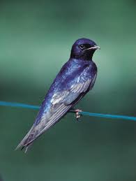 Your shopping cart is empty! Local News Purple Martins Arrive In Missouri Study Finds Birds Fast Track Home 4 7 09 Nevada Daily Mail