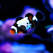 Image result for clownfish