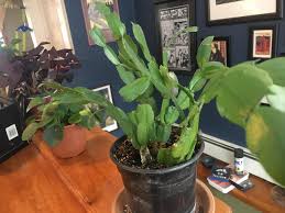 The hanging branches, which are made up of flat there are certain factors that can help — or hinder — your christmas cactus's potential. Christmas Cactus Care Question Dormant Period Necessary Or Only For Forcing Blooms Houseplants