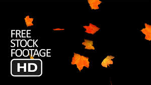 We did not find results for: Free Stock Video Footage Falling Autumn Leaves Black Background Hd Youtube