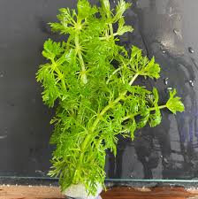 Image result for Limnophila indica