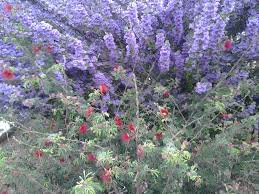 Purple Sage Plant The Texas Ranger Sage Shrub Bushes Are Blooming All Over Arizona Pics Desert Backyard Drought Tolerant Garden Plants
