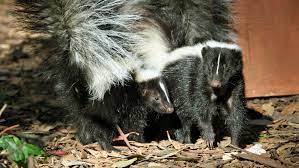 Synthetic marijuana doesn't smell like cigarettes or puppy breath smells like skunk? How To Get Rid Of Skunk Smell In Your Home Angi