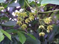 Image result for Mondia ecornuta