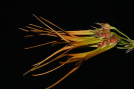 Image result for Chlorophytum pubiflorum