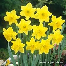 California Carlton Daffodil Daffodils Birth Month Flowers Month Flowers